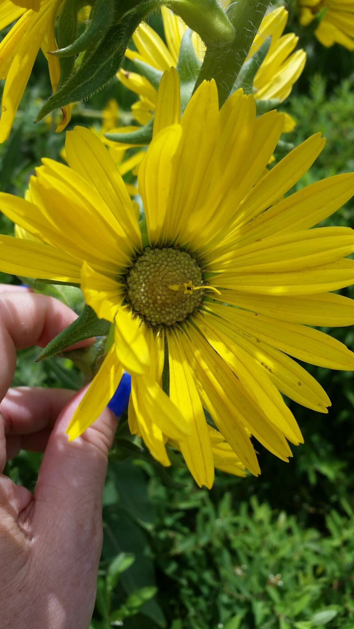 Image of Helianthus L.