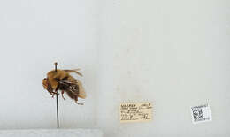 صورة Bombus bimaculatus Cresson 1864