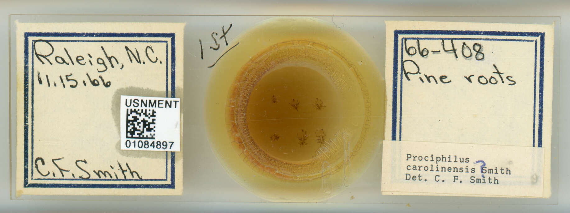 Image of Prociphilus (Prociphilus) carolinensis Smith & C. F. 1969