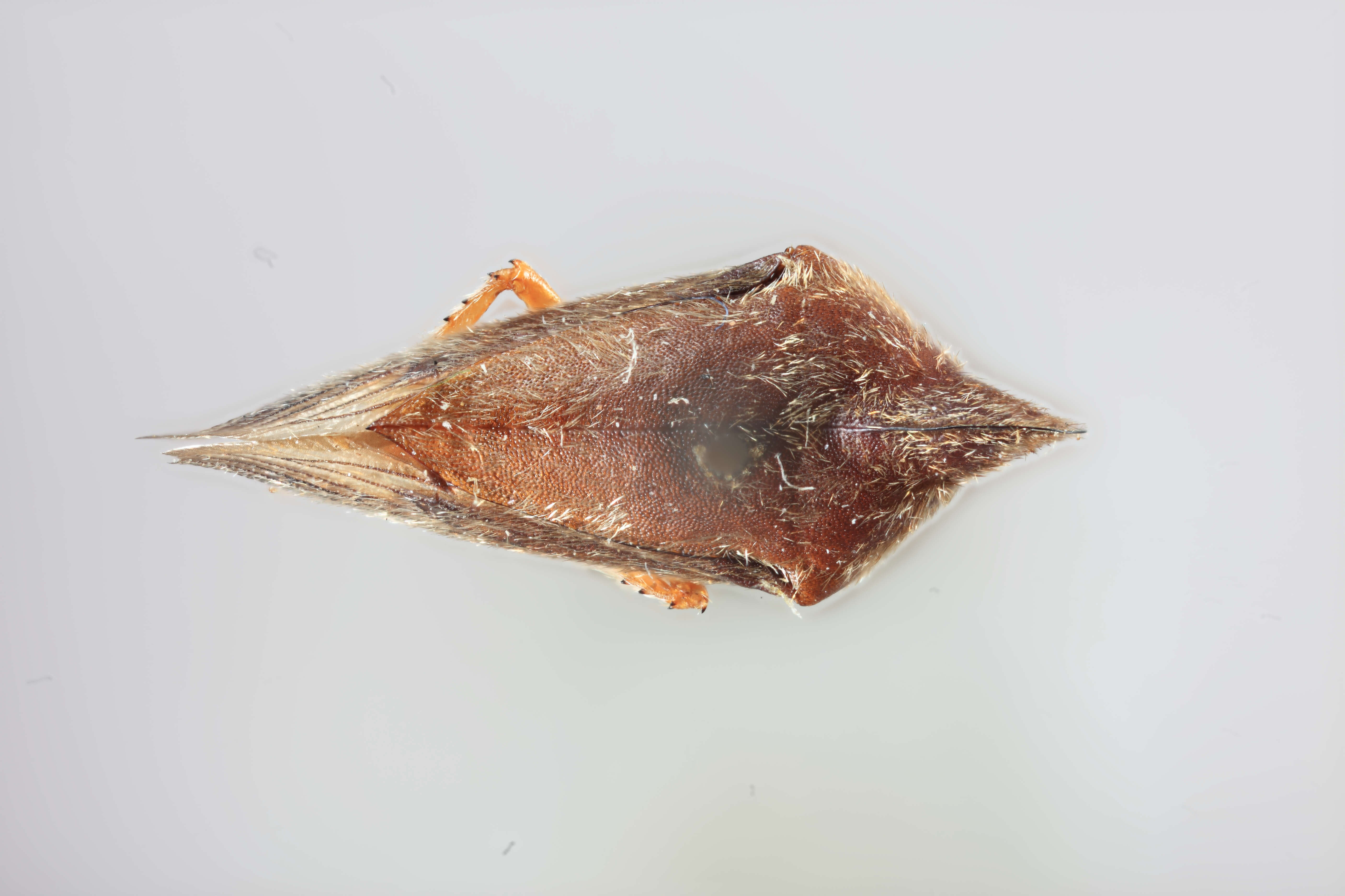 Image of Calloconophora obliqua Dietrich