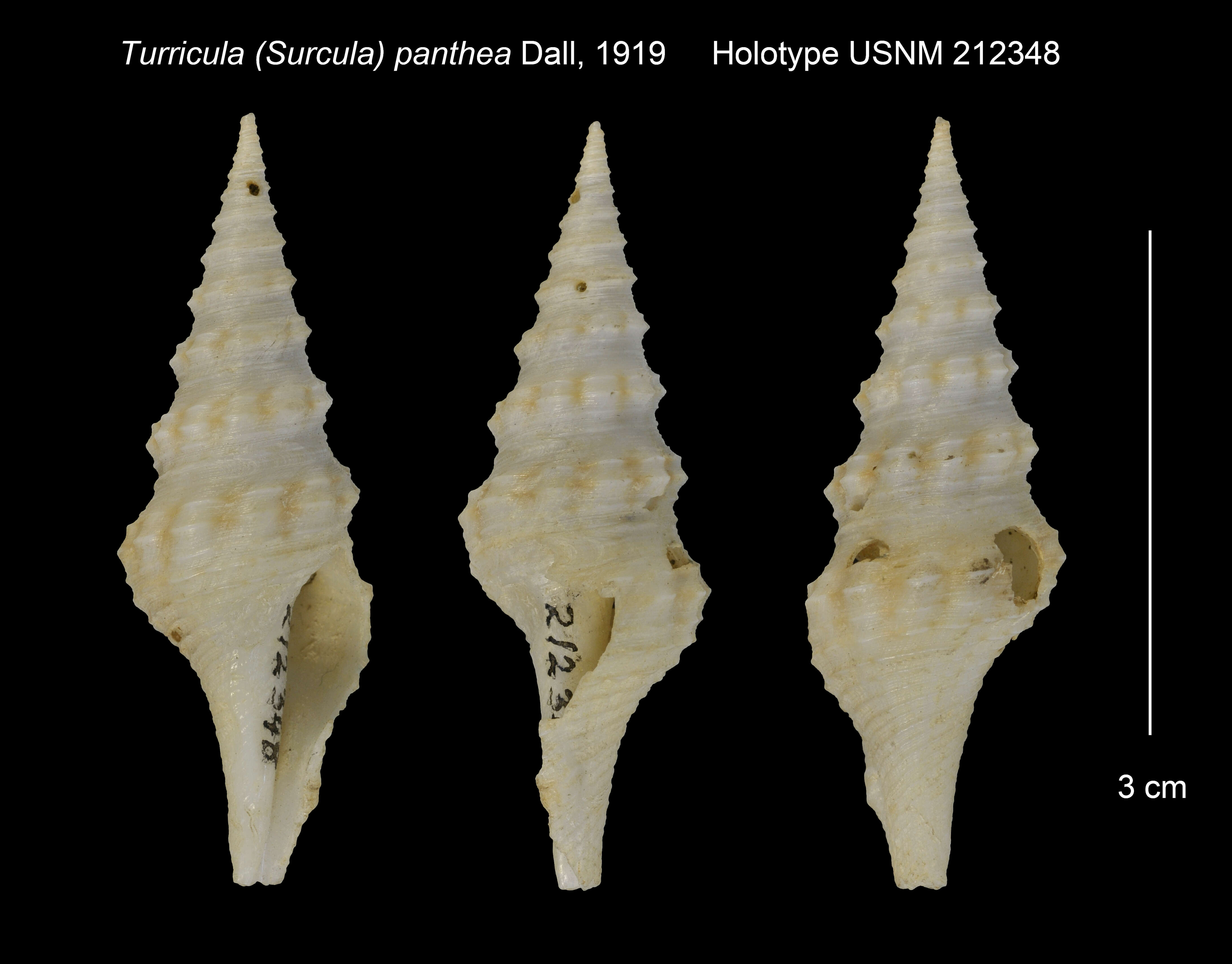 Image of <i>Turricula panthea</i> (Dall 1919)