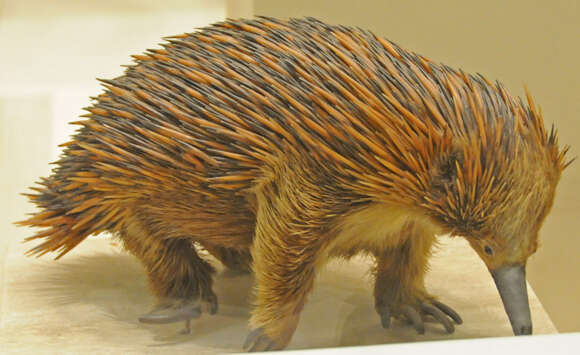 Image of Short-beaked Echidnas