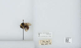 Image de Bombus balteatus Dahlbom 1832