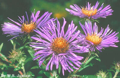 Image of Michaelmas daisy