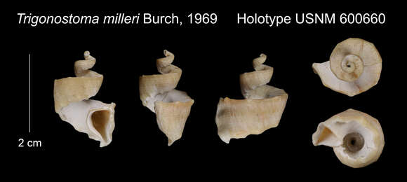 Image of Trigonostoma milleri J. Q. Burch 1949