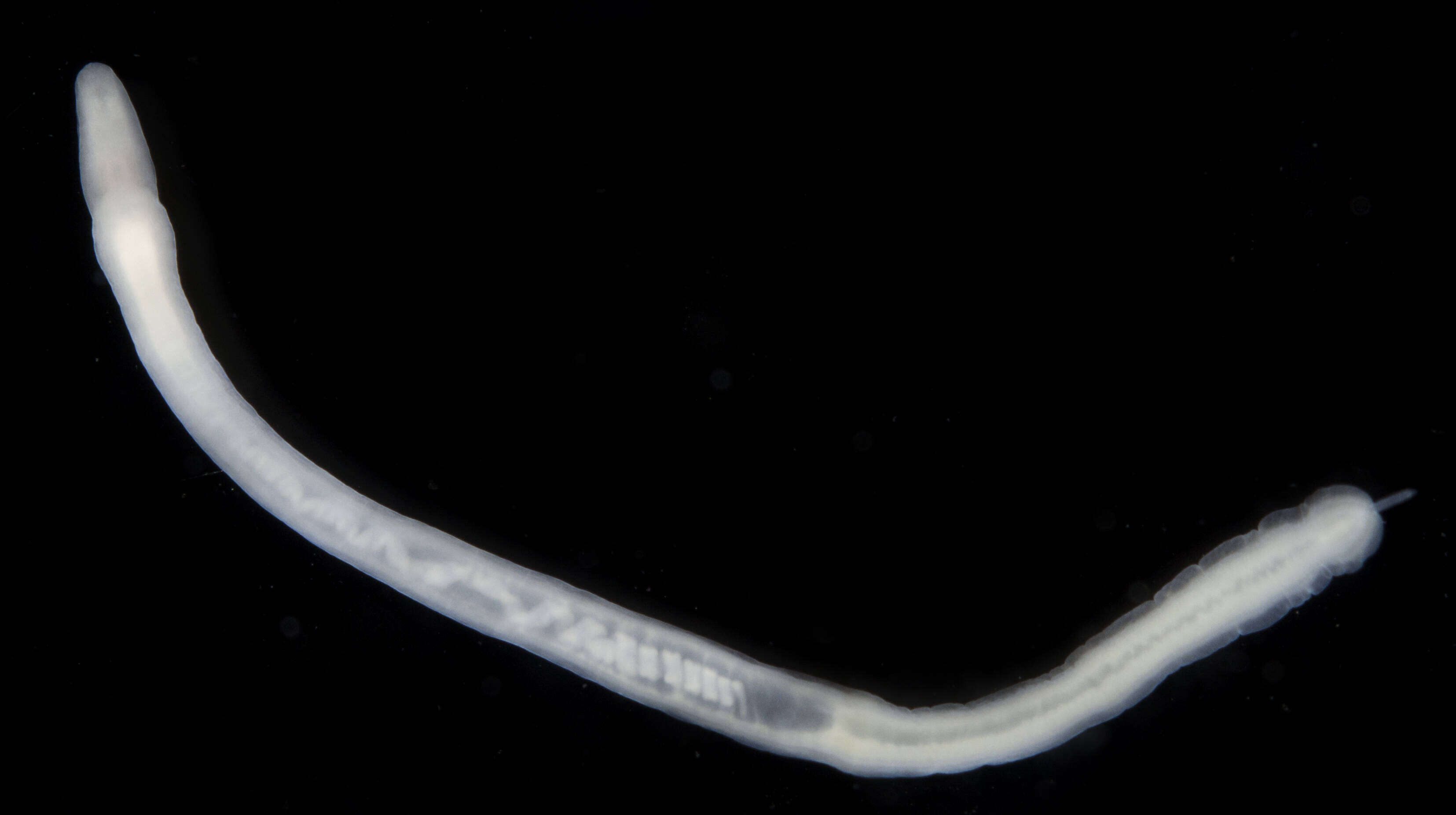 Image of Milky ribbon worm