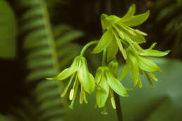 Слика од Clintonia borealis (Aiton) Raf.