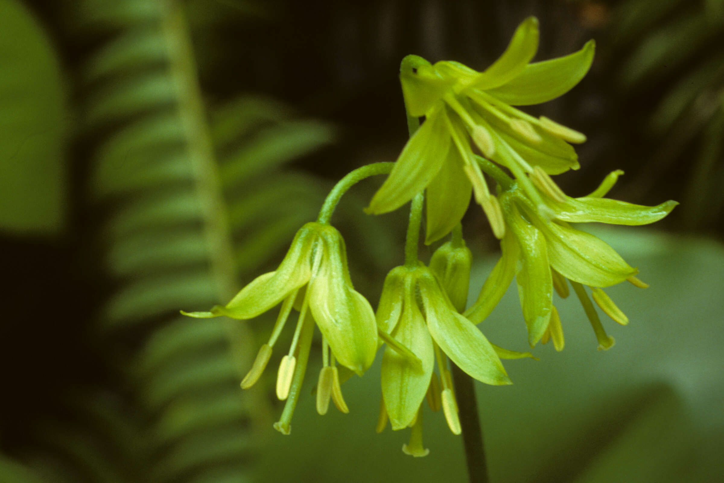 Imagem de Clintonia borealis (Aiton) Raf.