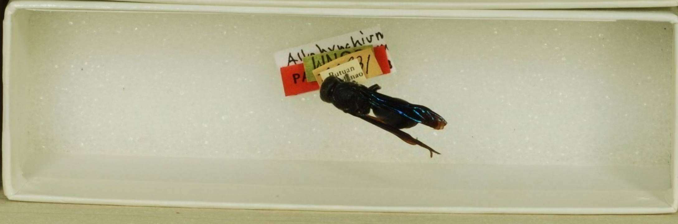 Image of Allorhynchium Vecht 1963