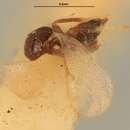 Image of Baryscapus modestus (Howard 1889)