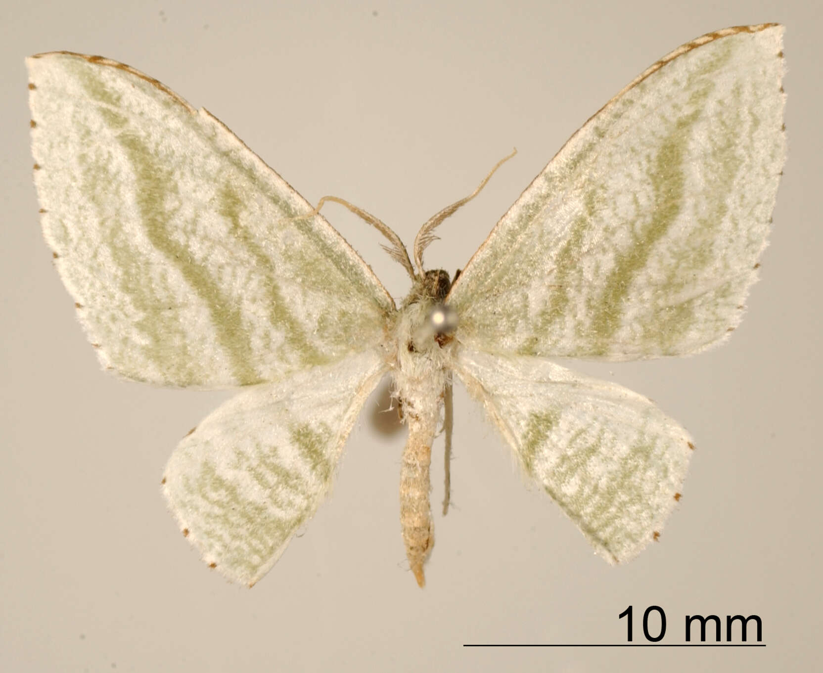 Image of Dyspteris vecinaria Schaus 1901