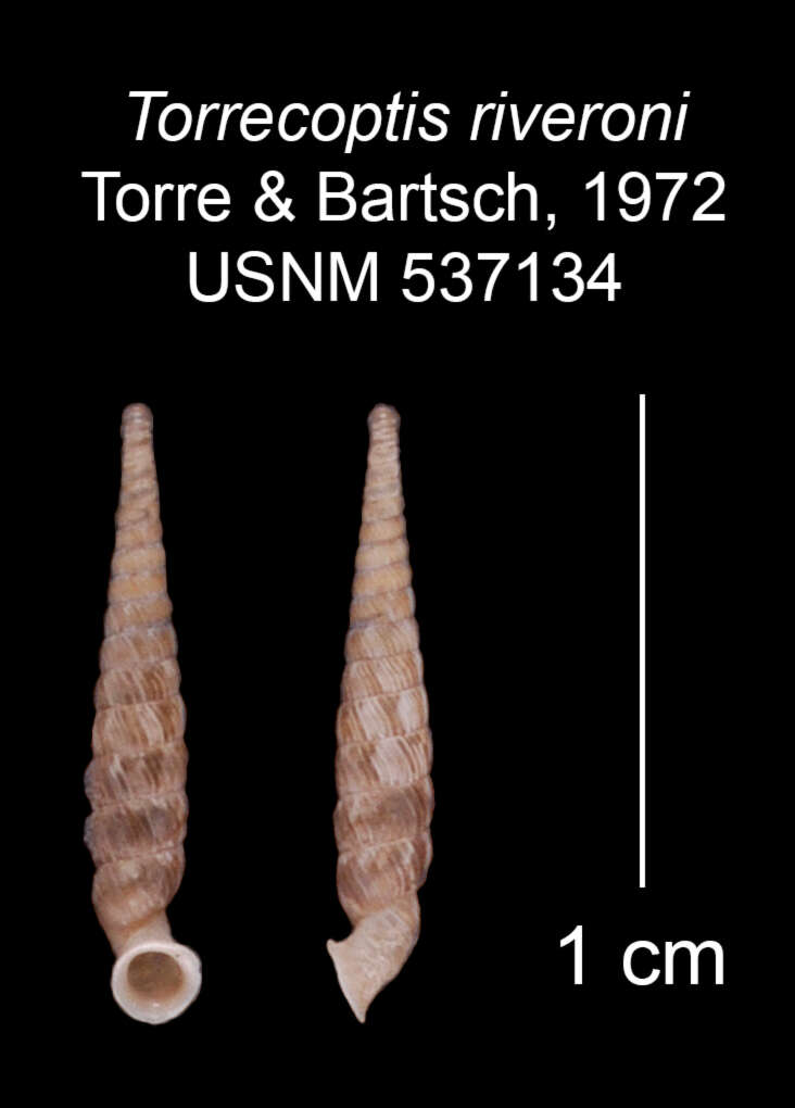 Imagem de Torrecoptis riveroni C. de la Torre & Bartsch 1972