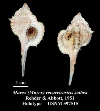 Image of Vokesimurex recurvirostris (Broderip 1833)