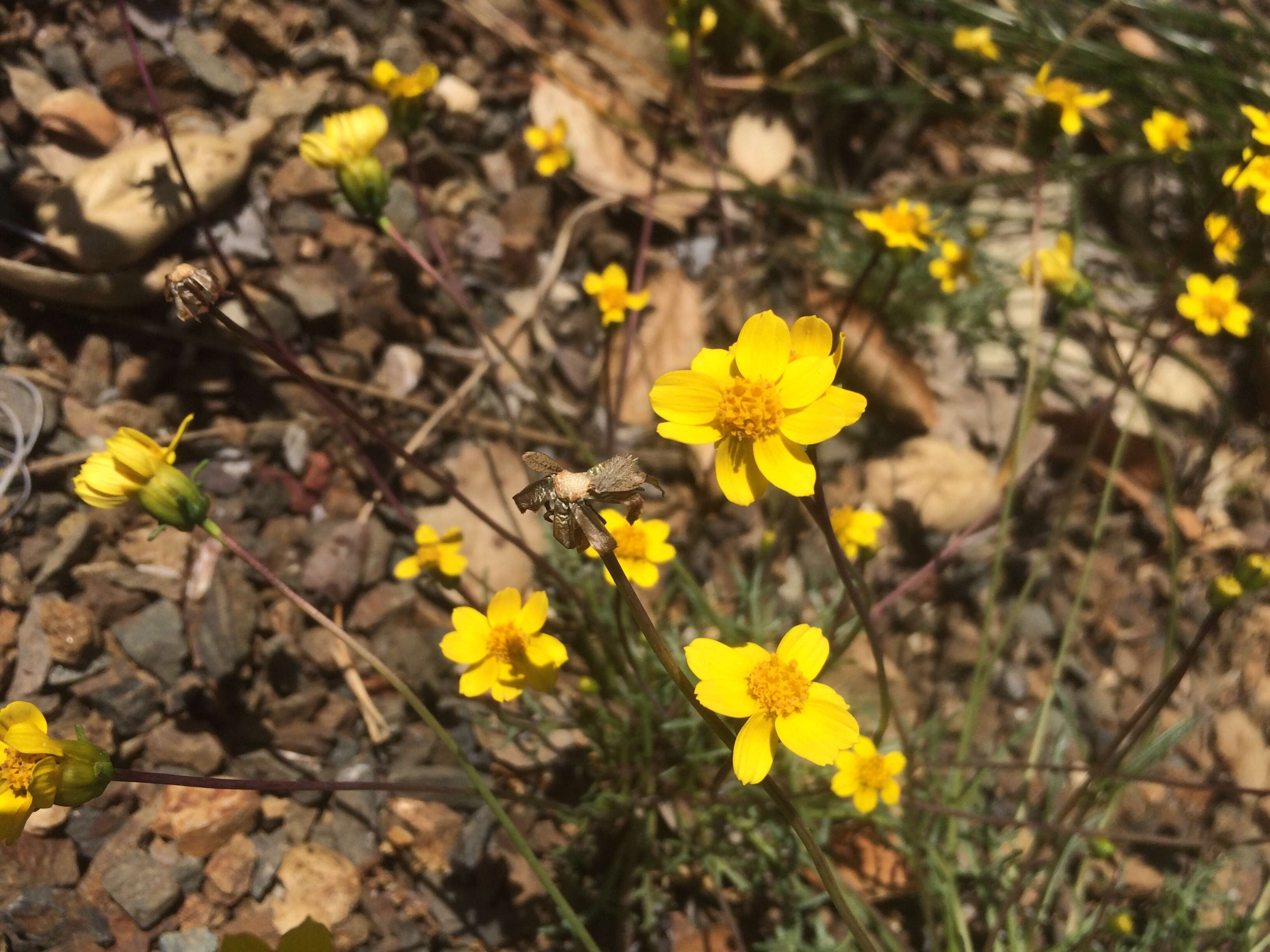 Coreopsis hamiltonii (Elmer) H. K. Sharsmith的圖片