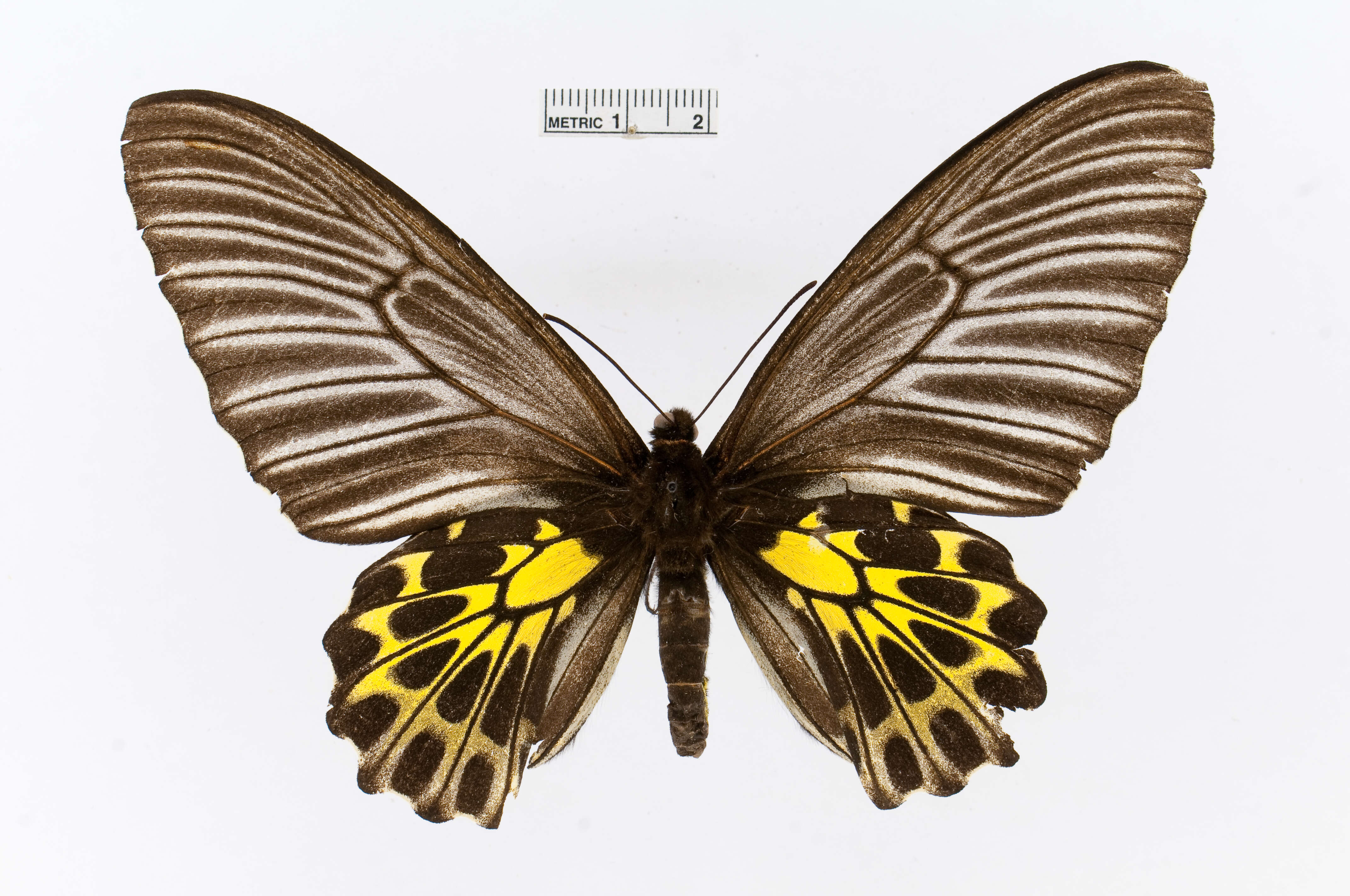 Image of Golden Birdwing Butterfly