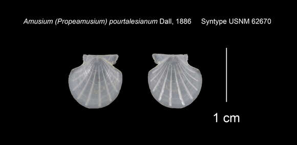 Image de Parvamussium Sacco 1897