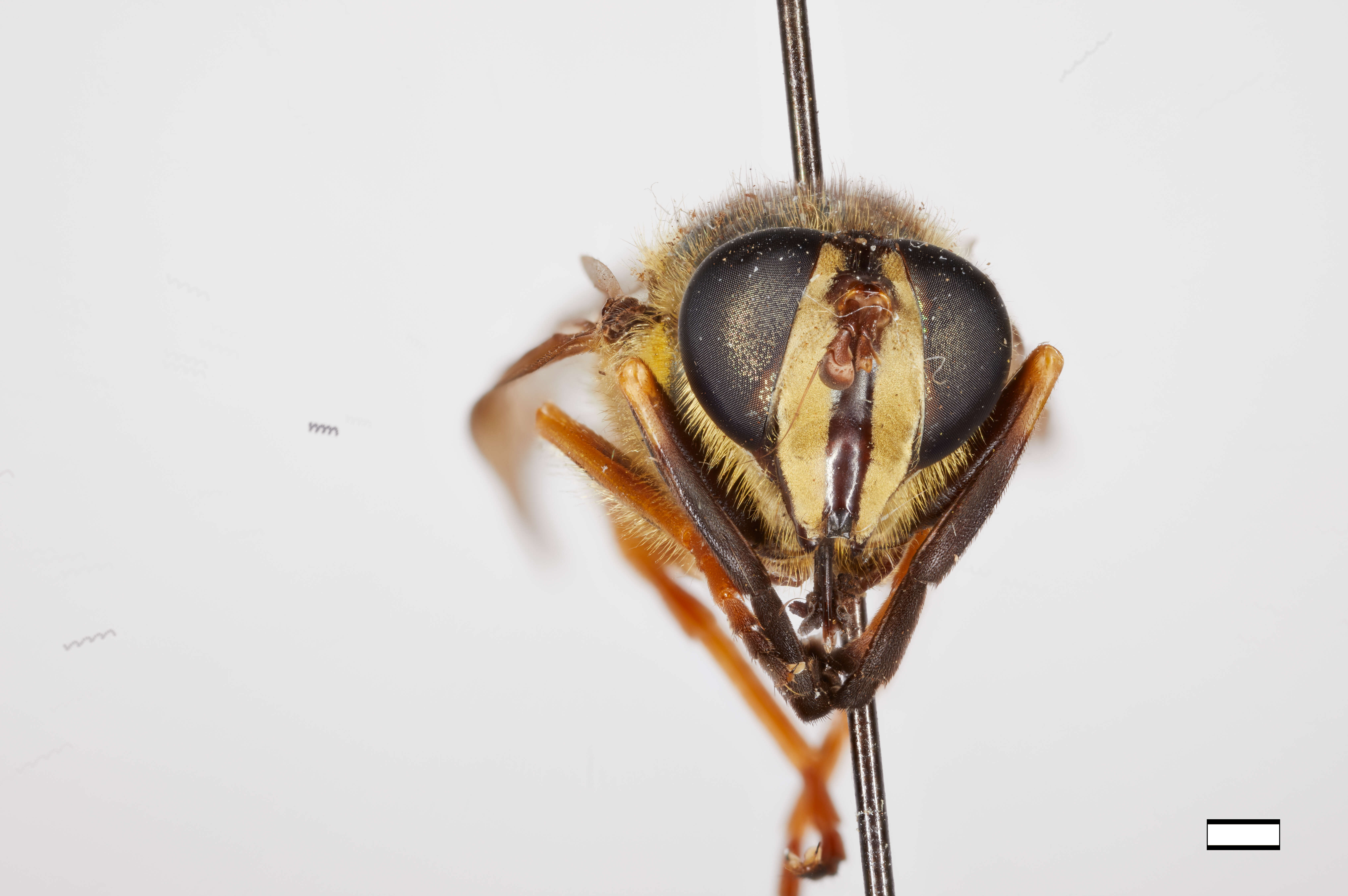 Image of Sphecomyia dyari Shannon 1925