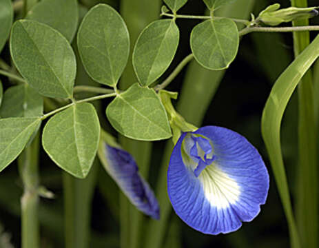 Image of Clitoria ternatea var. ternatea