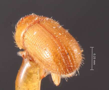 Image of Pityophthorus regularis Blackman 1942