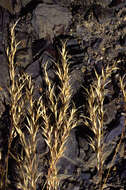 Image of Stipa pappiformis Keng