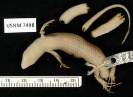 Image of Four-striped Skink