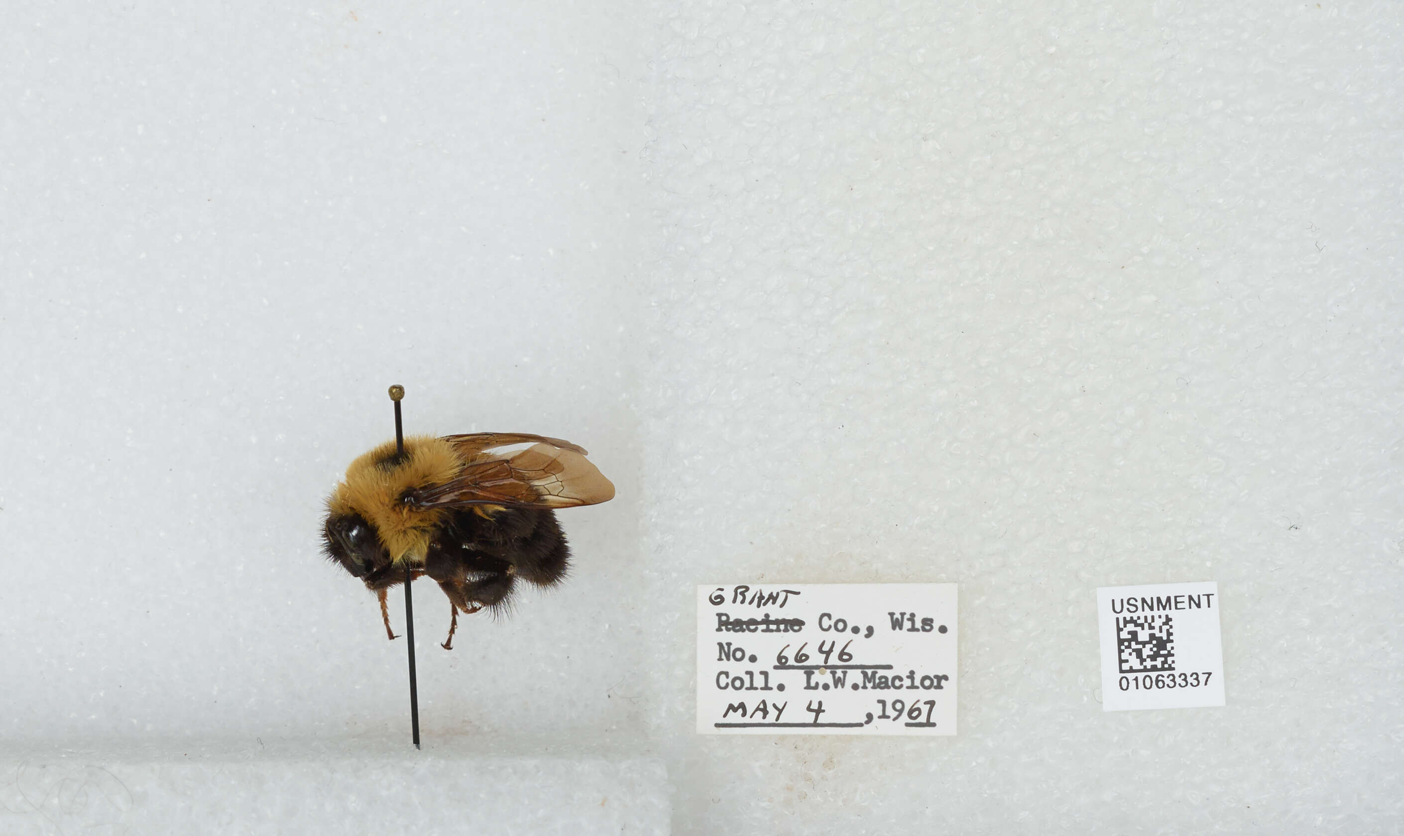 صورة Bombus bimaculatus Cresson 1864