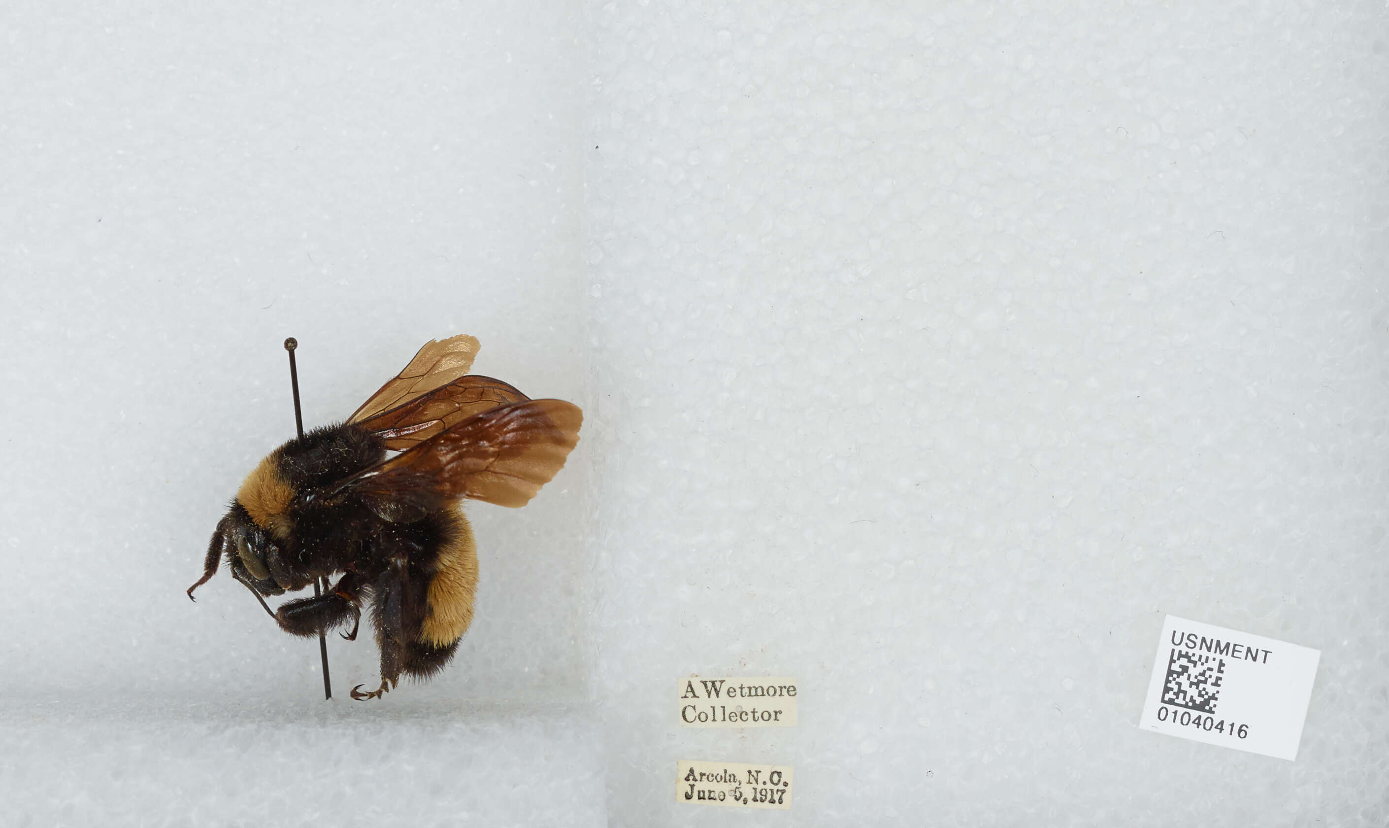 Image of American Bumblebee