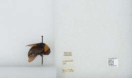 Imagem de Bombus californicus Smith 1854