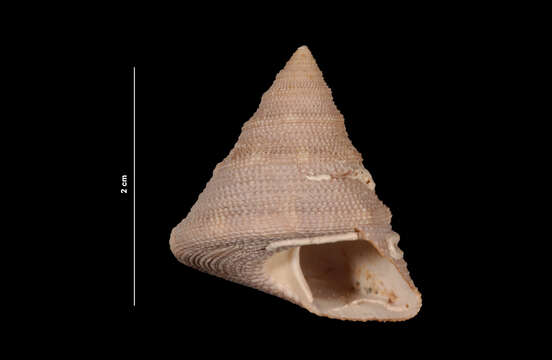 Image of Calliostoma javanicum (Lamarck 1822)