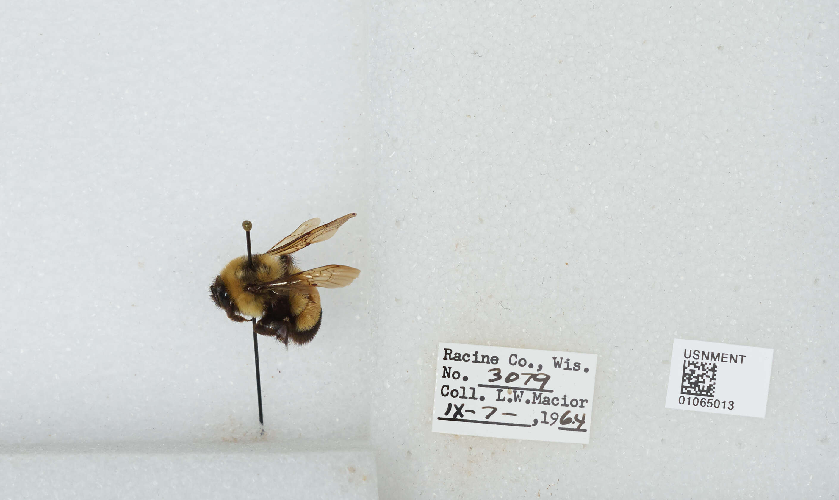 Слика од Bombus affinis Cresson 1864