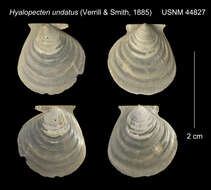 Plancia ëd Hyalopecten Verrill 1897