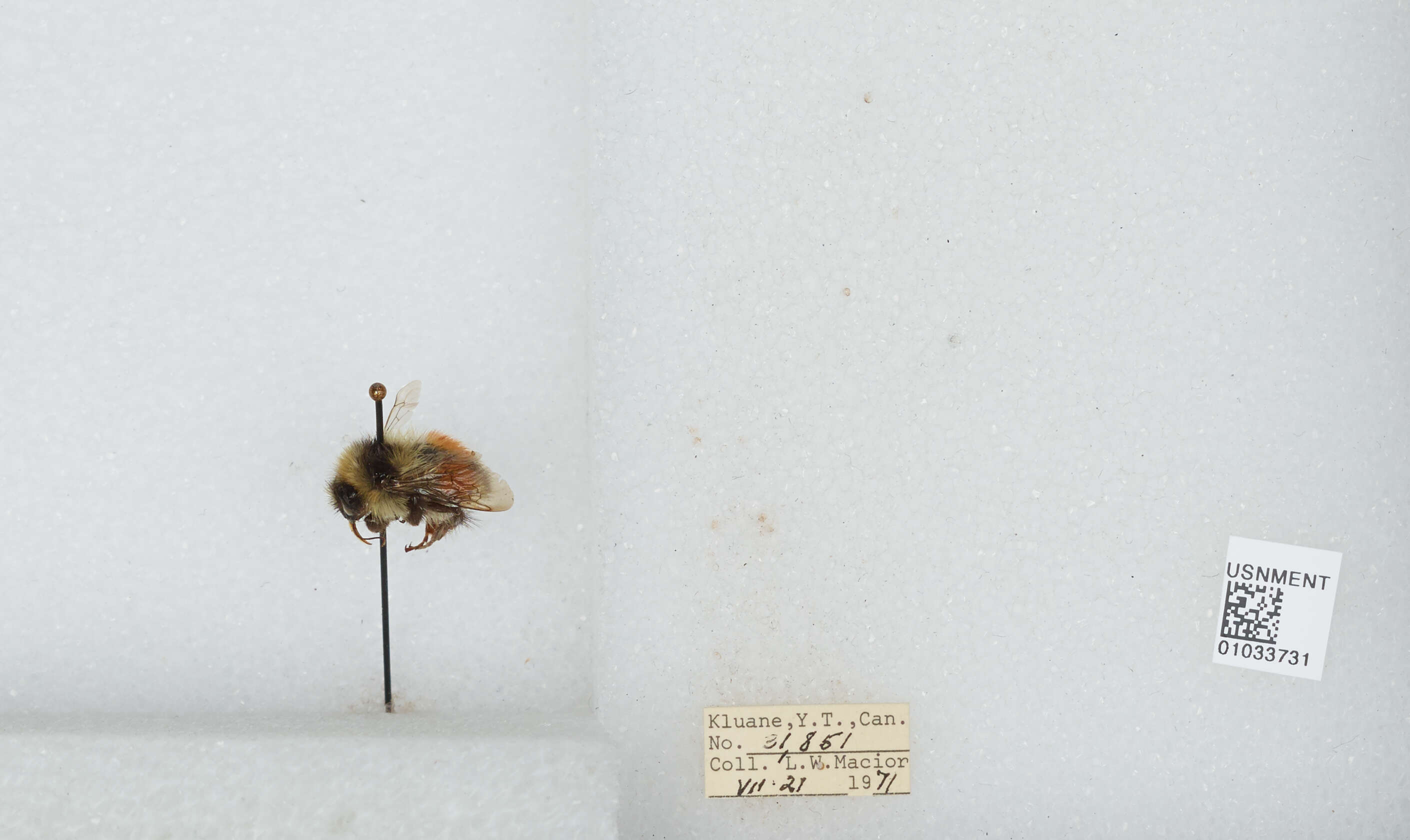 Image de Bombus sylvicola Kirby 1837