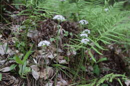 Image de Allium canadense var. mobilense (Regel) Ownbey