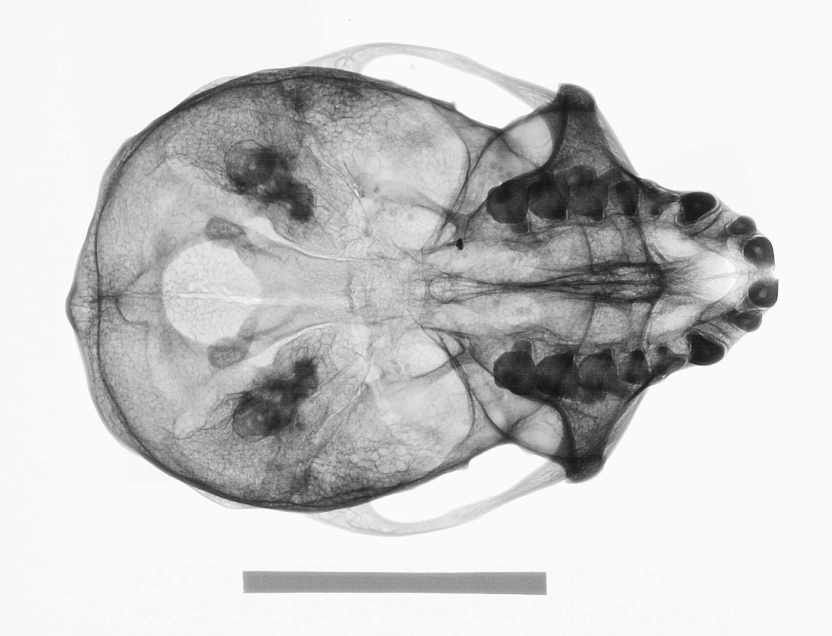 Sivun Cercopithecus mitis stuhlmanni Matschie 1893 kuva