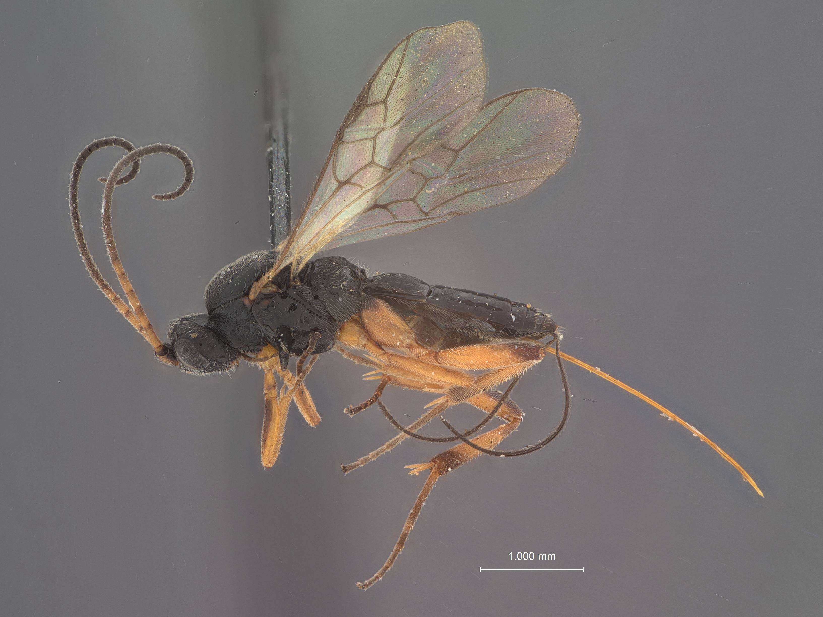 Image of Orgilus mimicus Muesebeck 1970