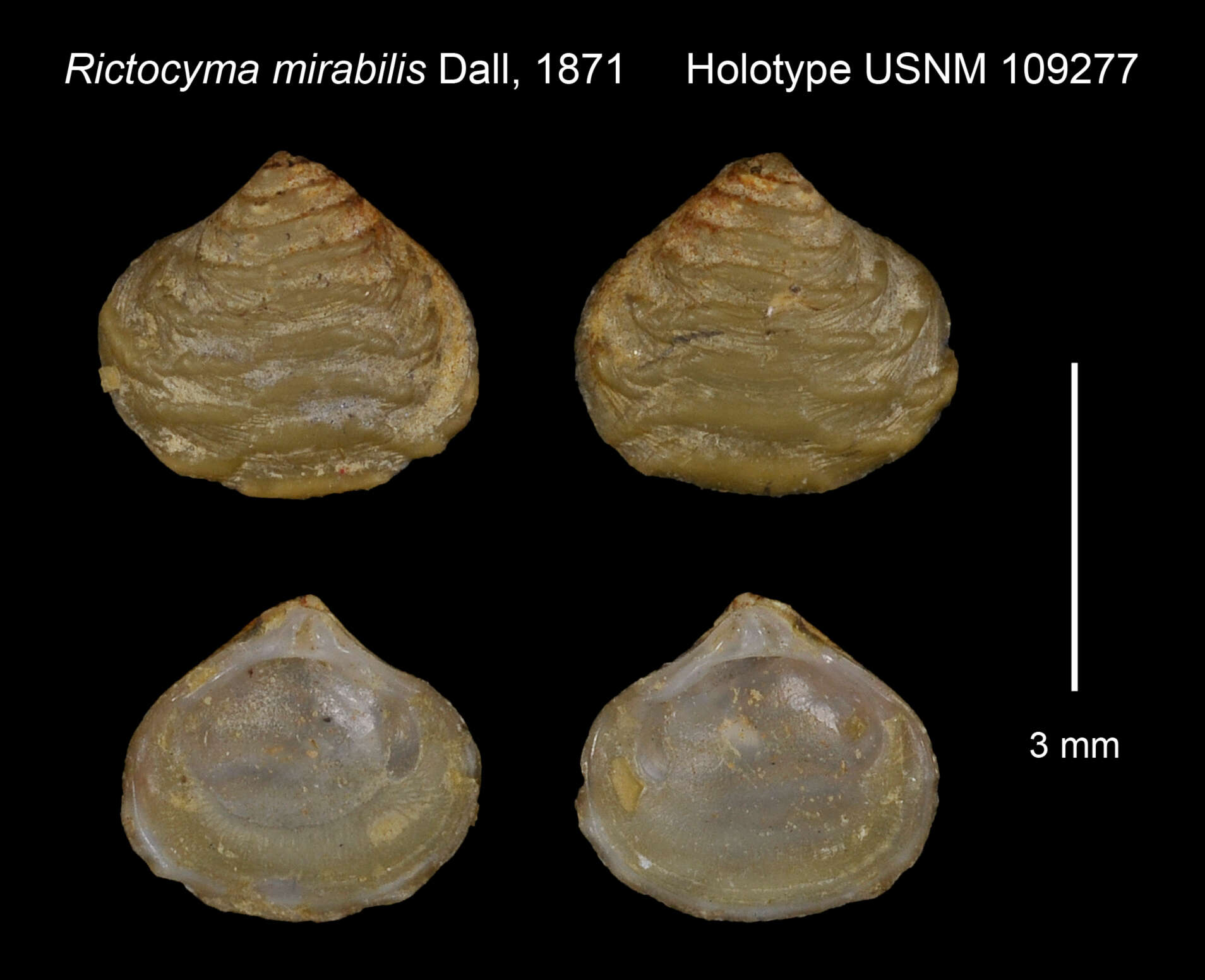 Image of Astarte esquimalti (Baird 1863)