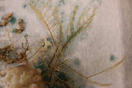 Image of Desmophyllum Ehrenberg 1834
