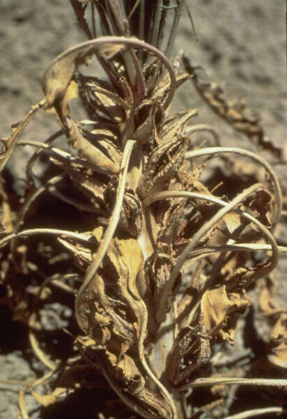 Oenothera cespitosa subsp. navajoensis W. L. Wagner, R. E. Stockhouse & W. M. Klein resmi