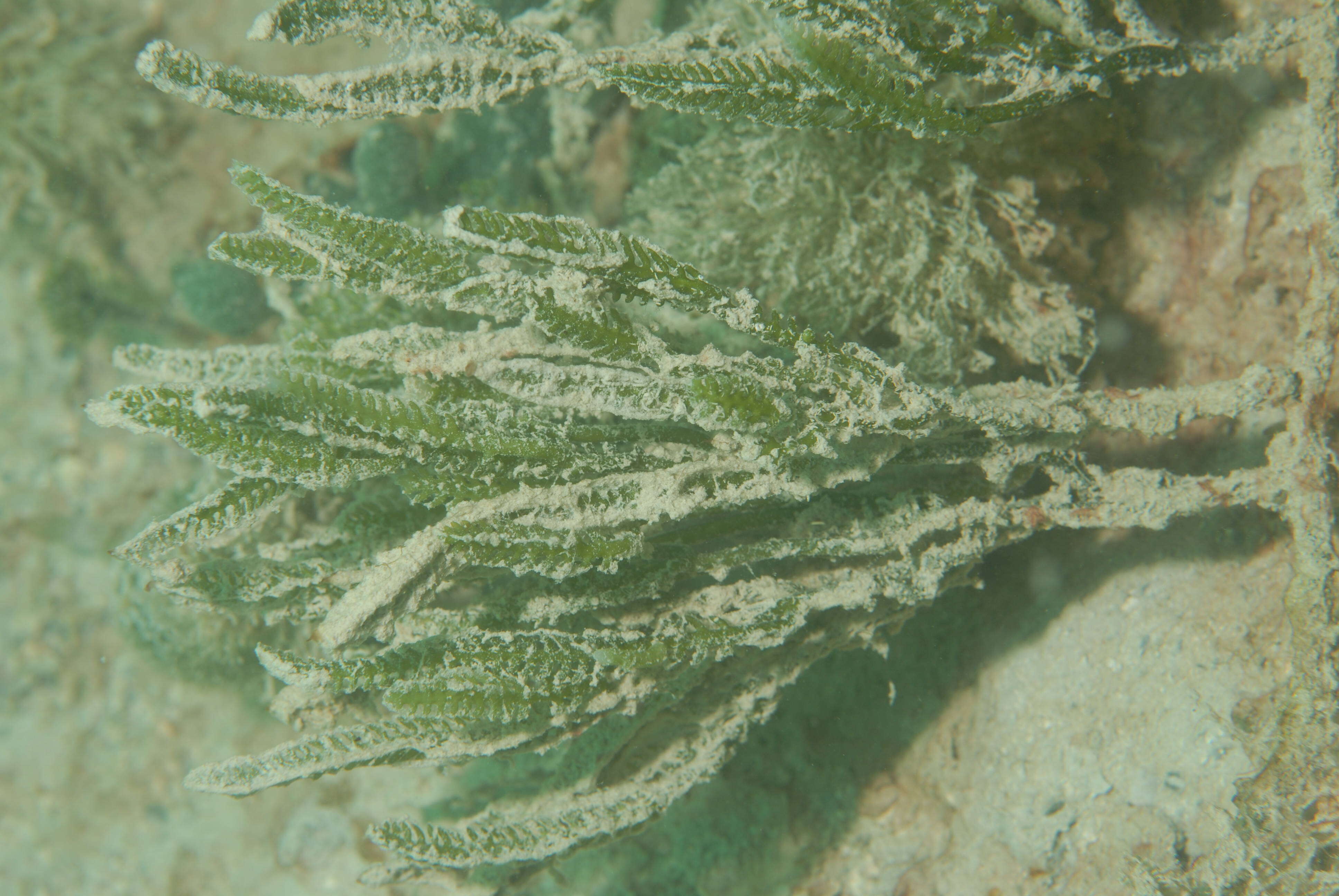 Image of cactus tree alga