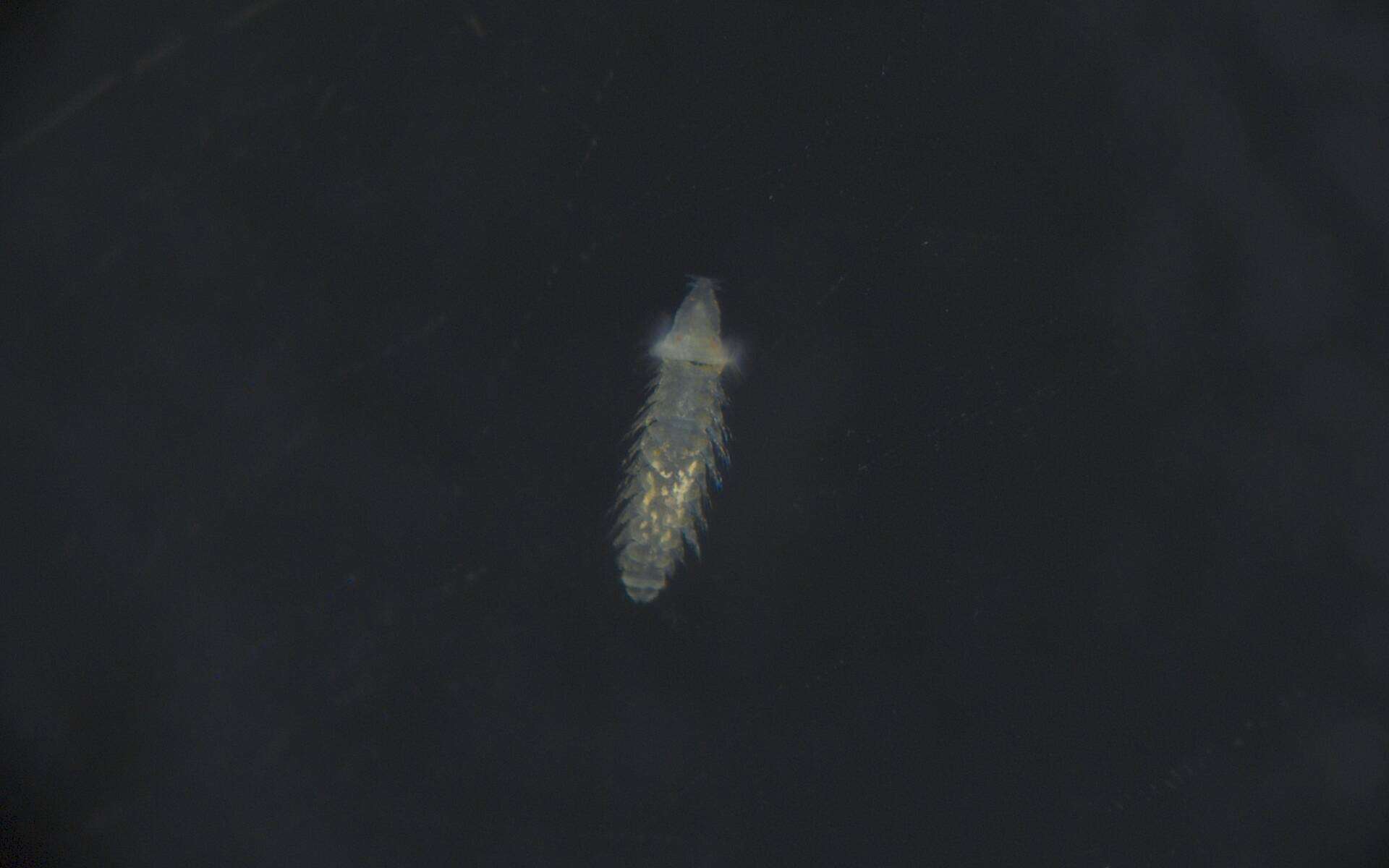 Image of Glyceridae