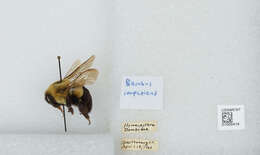 Image of Common Eastern Bumblebee