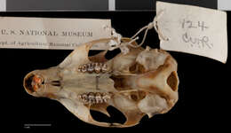 Image of Sciurus variegatoides belti Nelson 1899