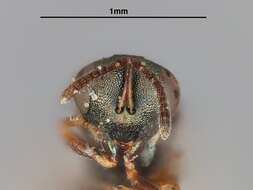 صورة Trichomalopsis americana (Gahan 1933)