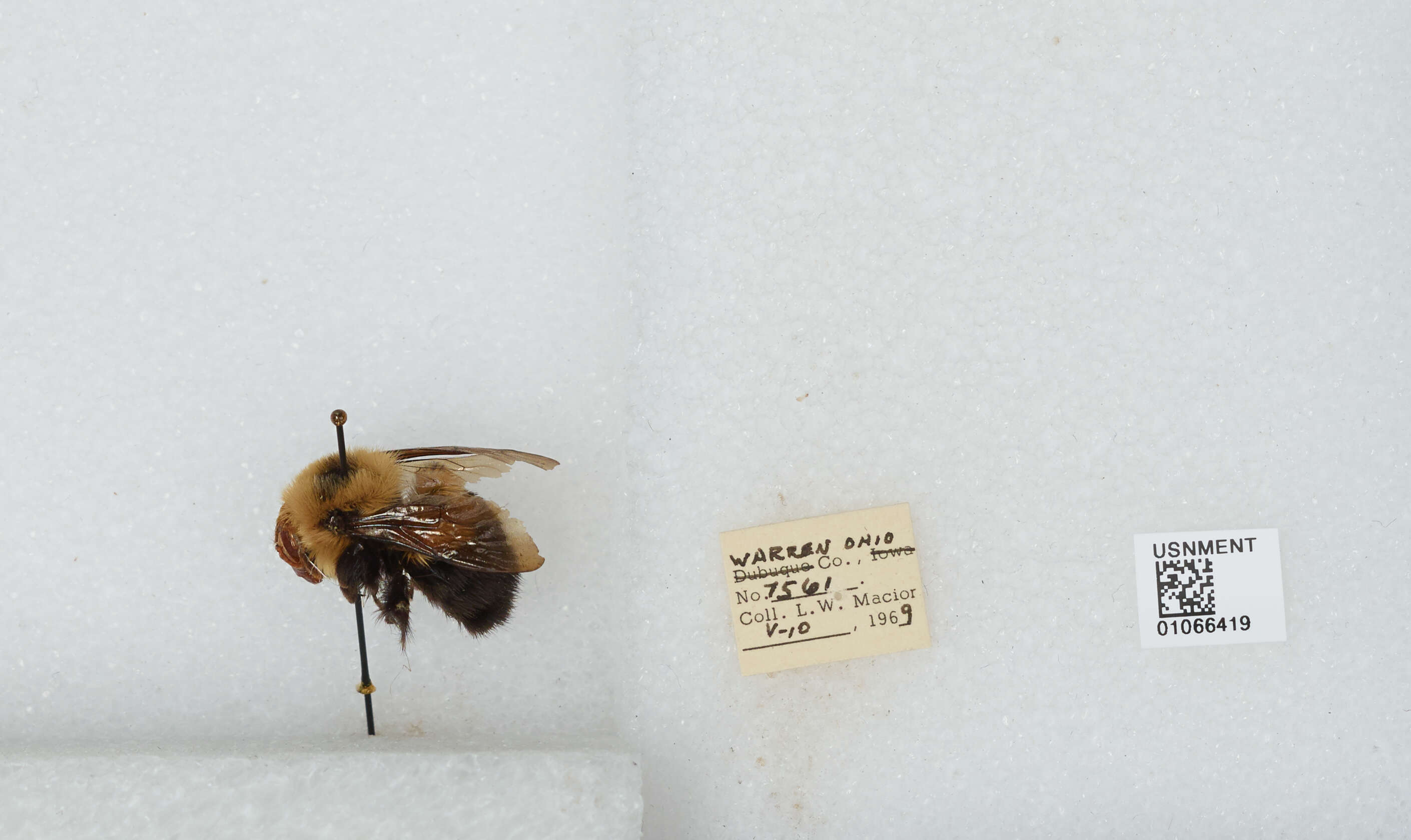 صورة Bombus bimaculatus Cresson 1864