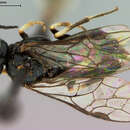 Image of <i>Caliroa hyalina</i>