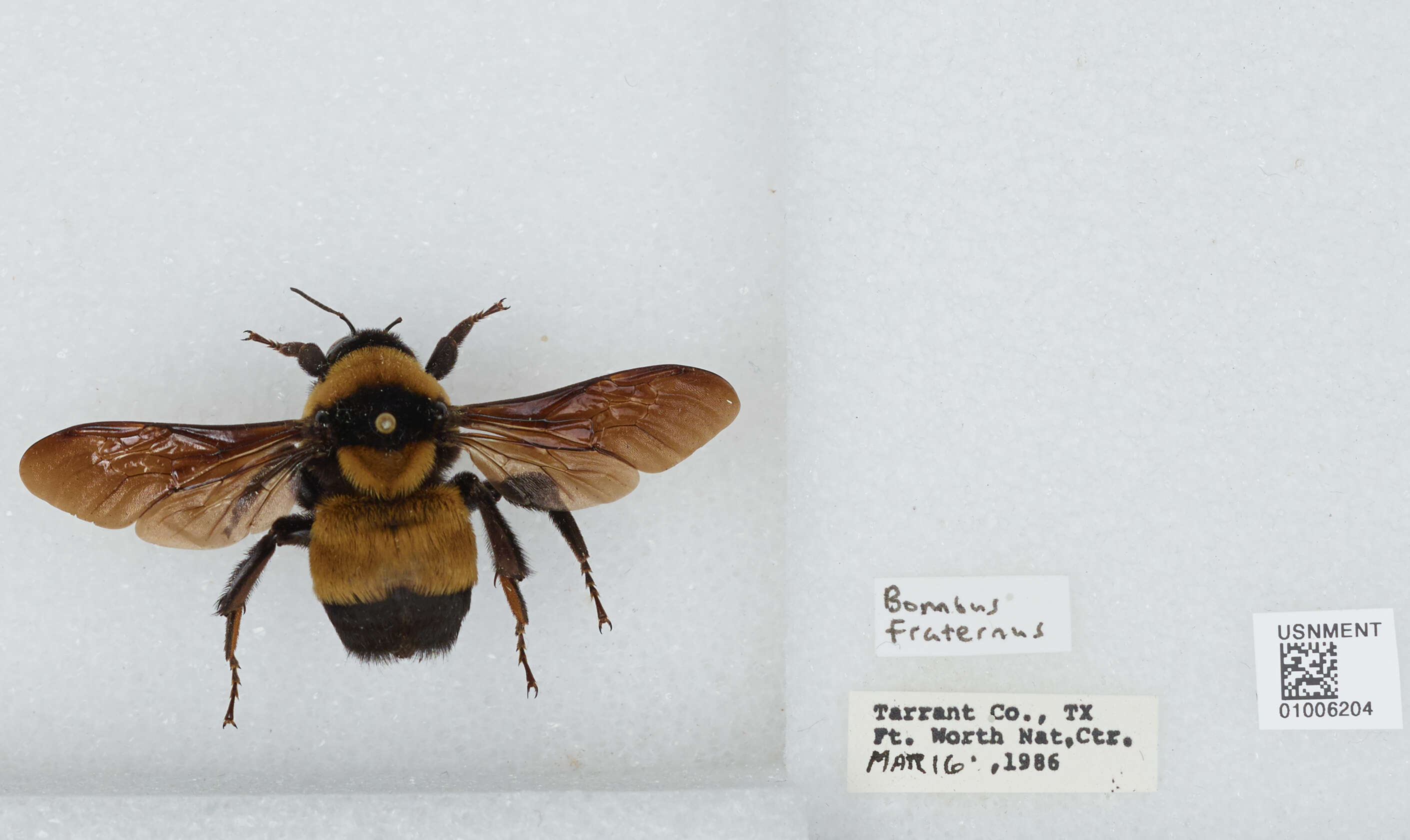 Слика од Bombus fraternus (Smith 1854)