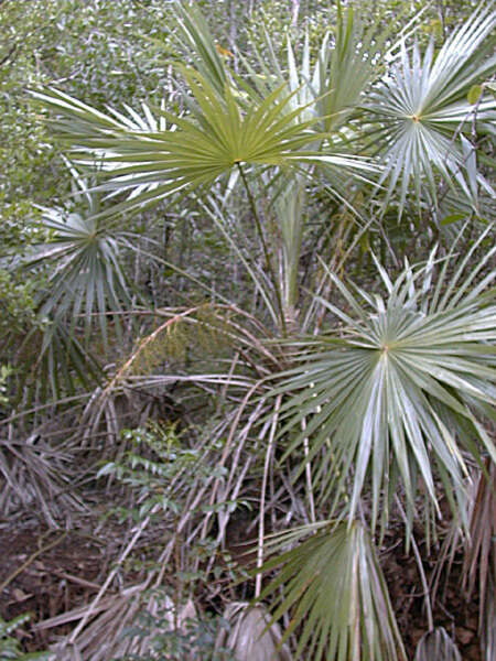 Image of white thatch palm