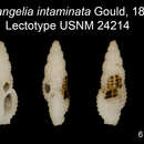 Image of Pseudodaphnella intaminata (Gould 1860)