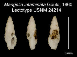 Plancia ëd Pseudodaphnella intaminata (Gould 1860)