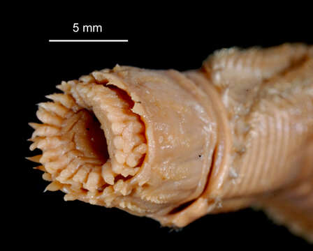 Image of Aglaophamus ornatus bransfieldia Hartman 1967